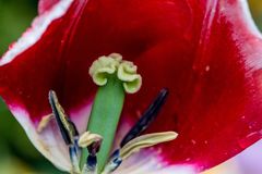 Tulpe Detail