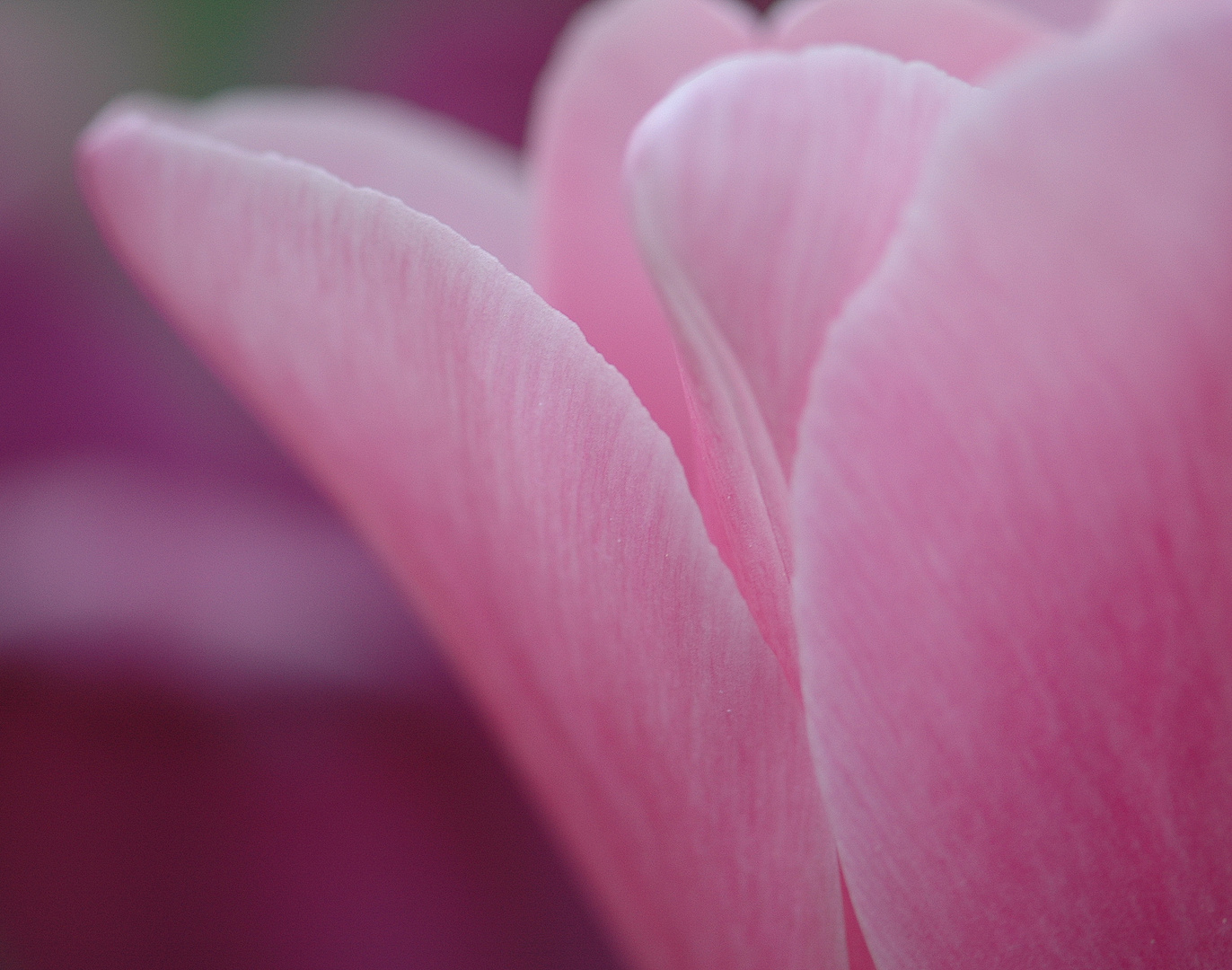 Tulpe Detailansicht