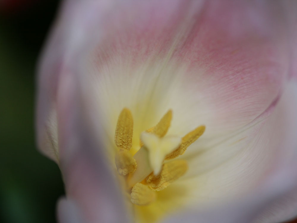 Tulpe