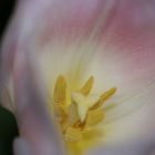 Tulpe