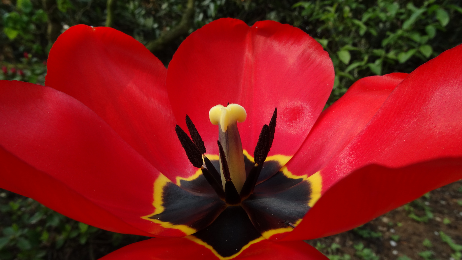 Tulpe, die 2.