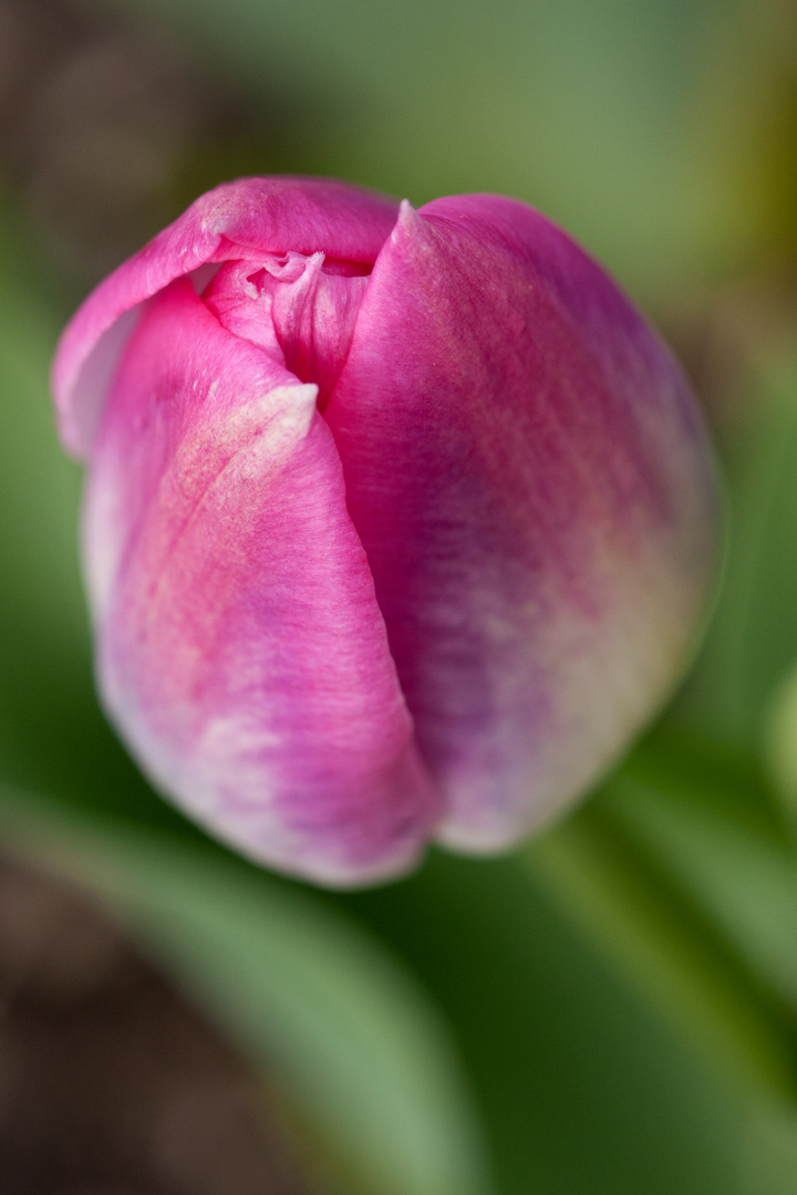 Tulpe die 2.