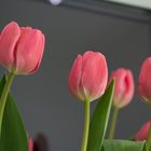 Tulpe die 2te