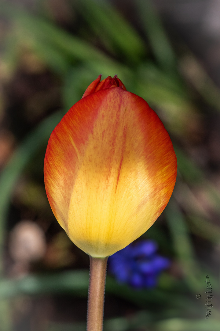 Tulpe - die letzte in diesem Jahr