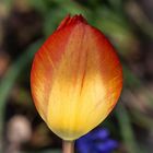 Tulpe - die letzte in diesem Jahr
