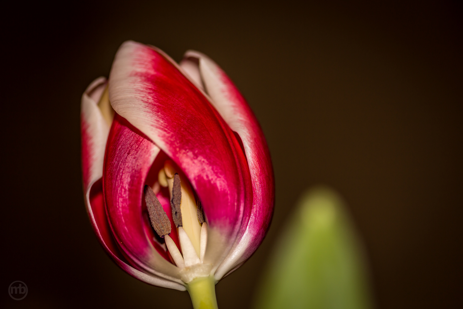 Tulpe die Zweite