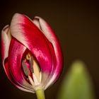 Tulpe die Zweite