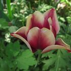 Tulpe - dreieckig
