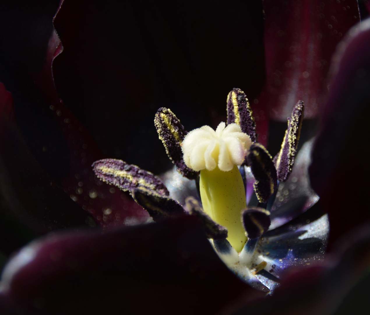 Tulpe, dunkelrot - Innenansicht