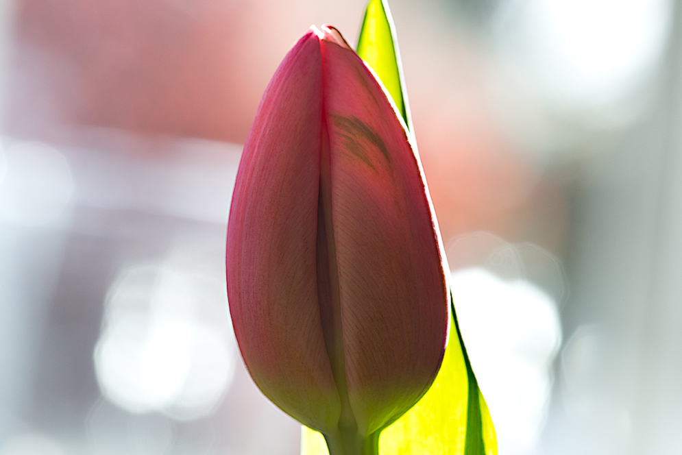 Tulpe