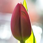 Tulpe