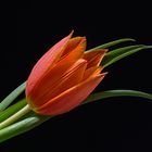 Tulpe