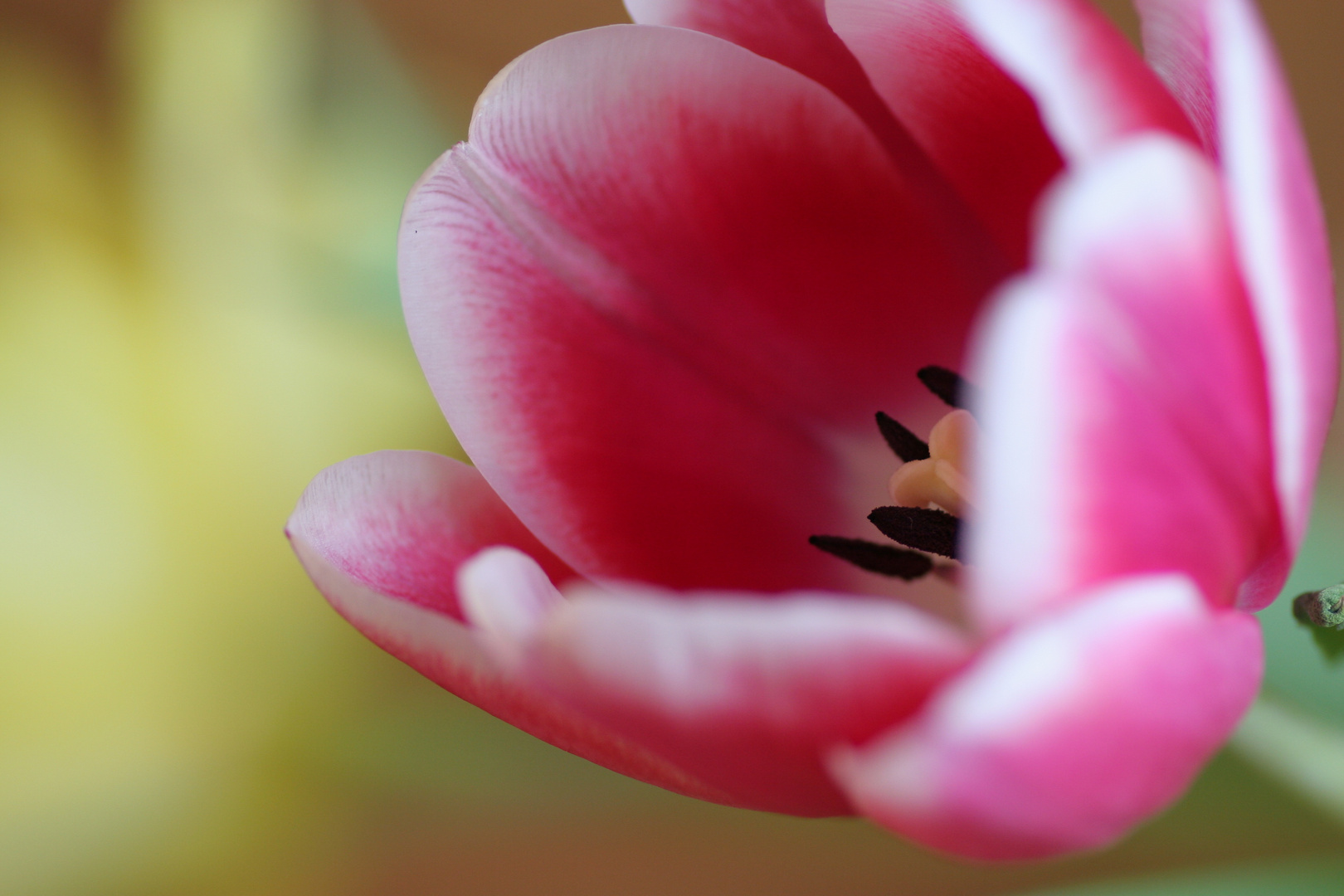 Tulpe