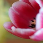 Tulpe