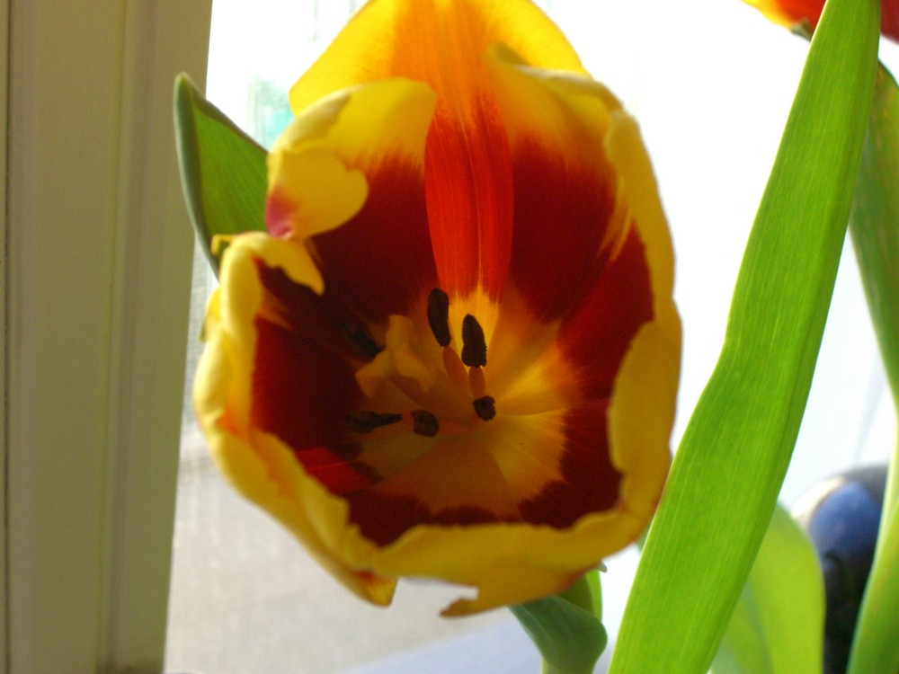 Tulpe