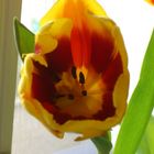 Tulpe