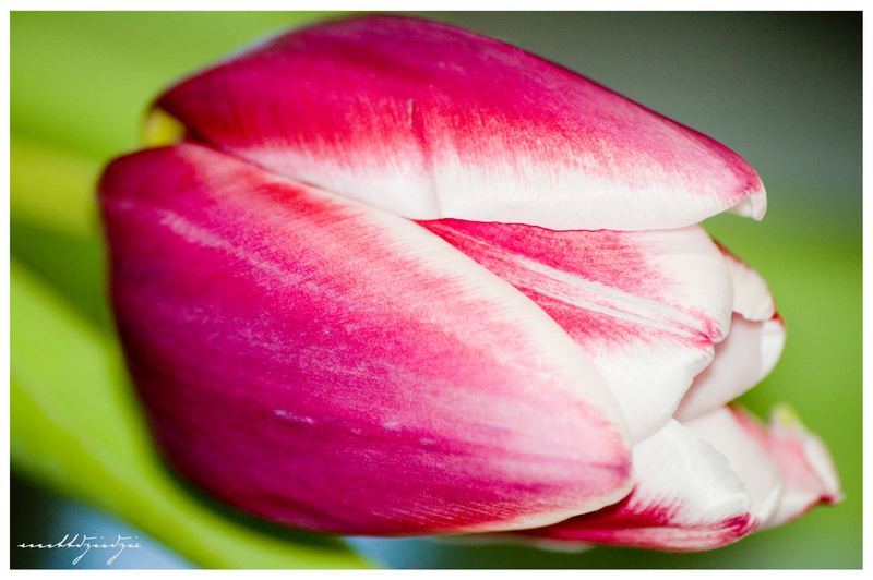 ...Tulpe