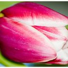 ...Tulpe