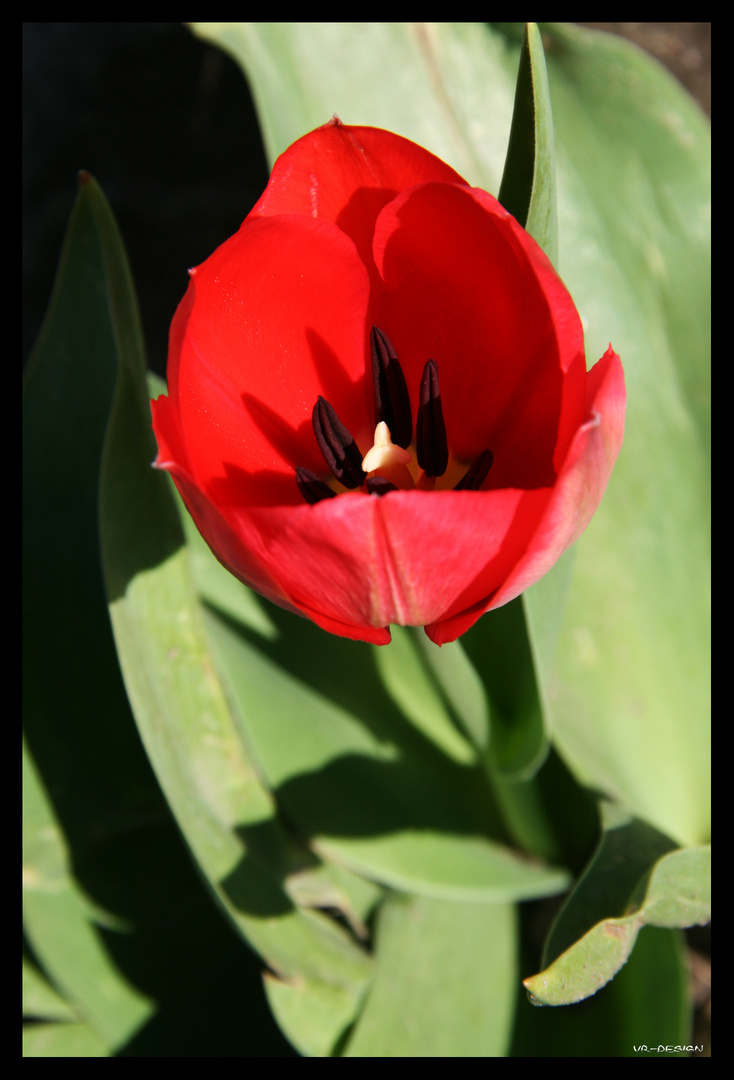 Tulpe