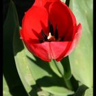 Tulpe