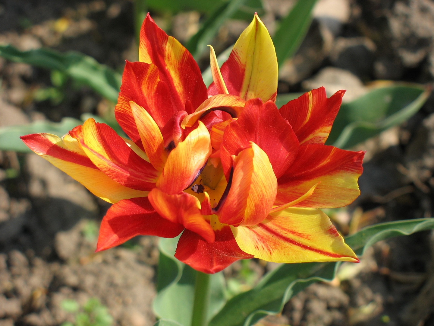 Tulpe