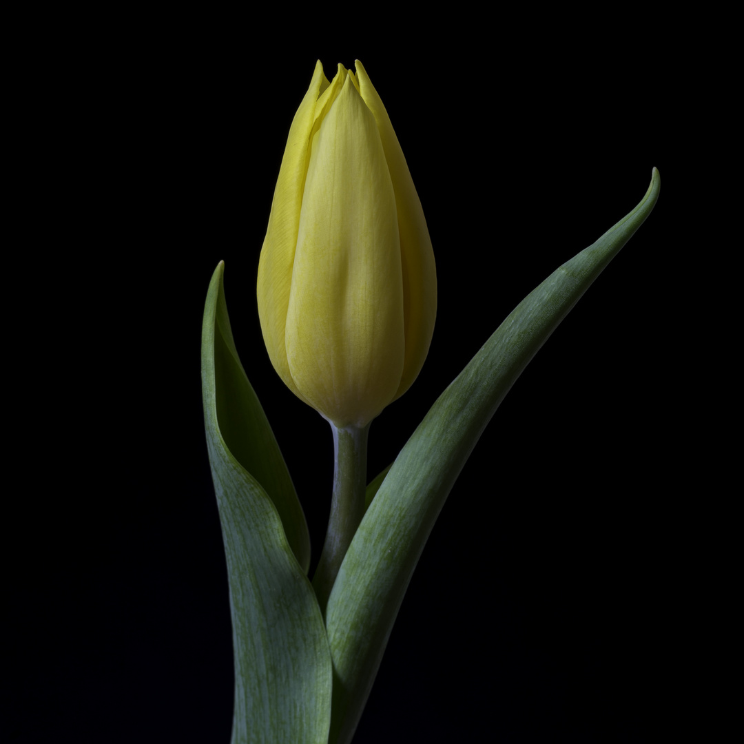 Tulpe