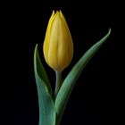 Tulpe