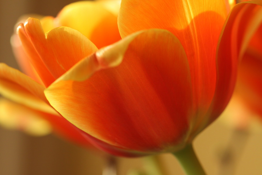 Tulpe