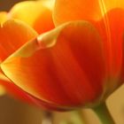 Tulpe