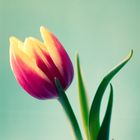 Tulpe