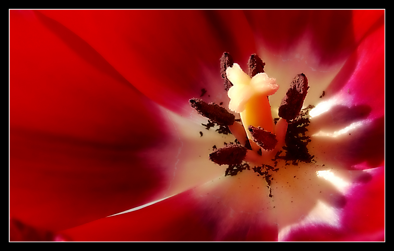 Tulpe..