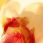 Tulpe