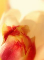 Tulpe