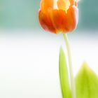 Tulpe