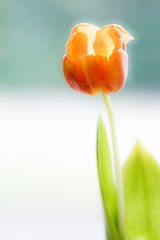 Tulpe