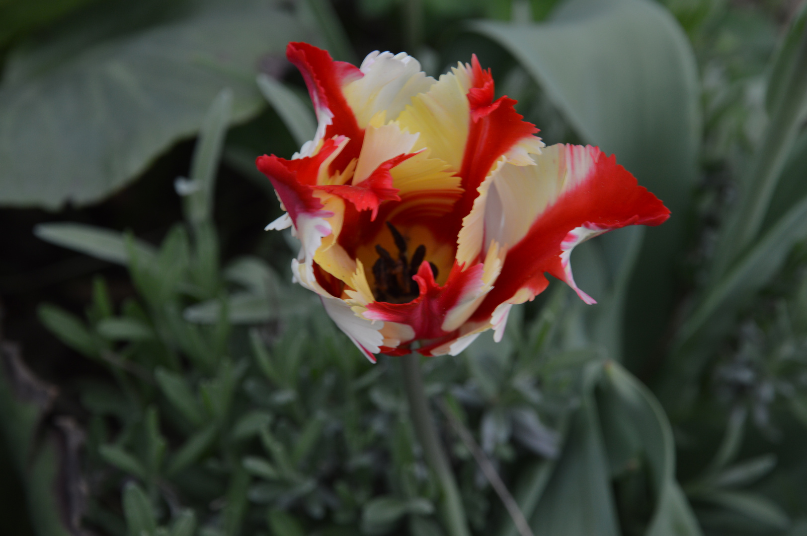 Tulpe