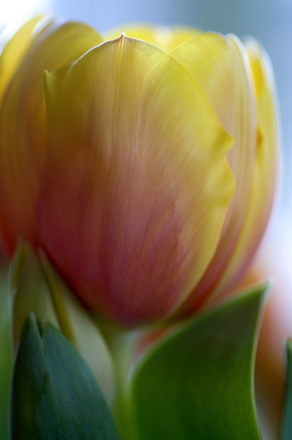 Tulpe