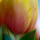 Tulpe