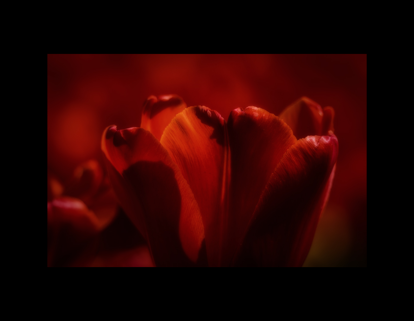 Tulpe