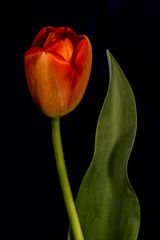 TULPE