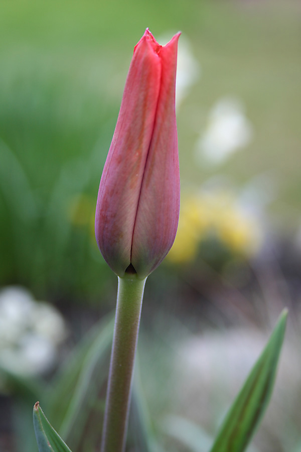 Tulpe