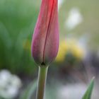 Tulpe