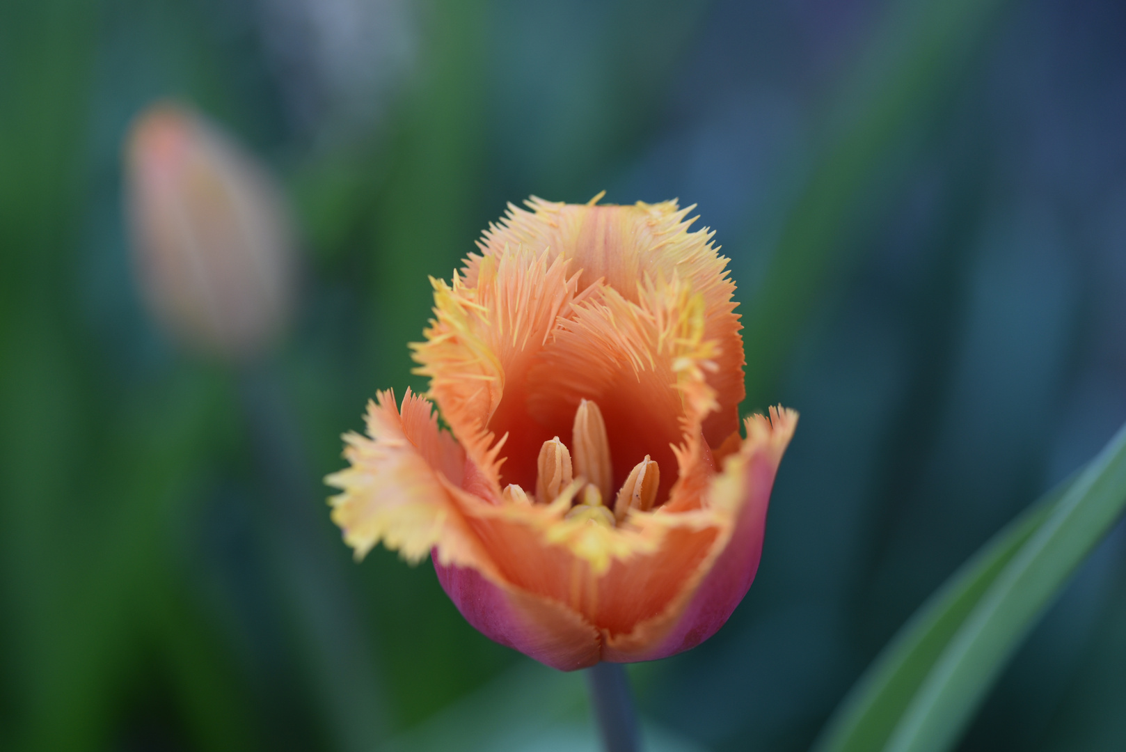 Tulpe