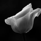 Tulpe