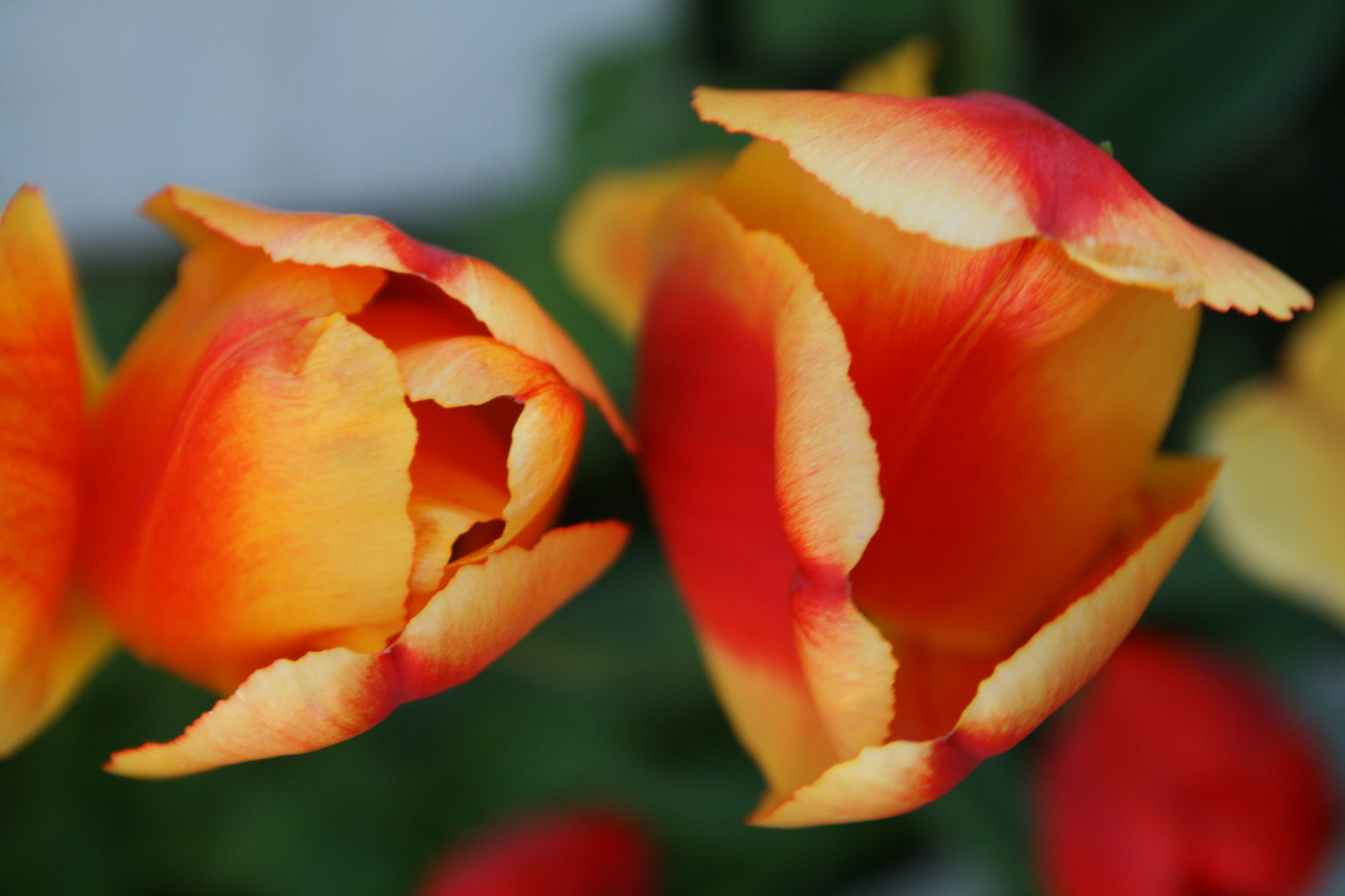 TULPE