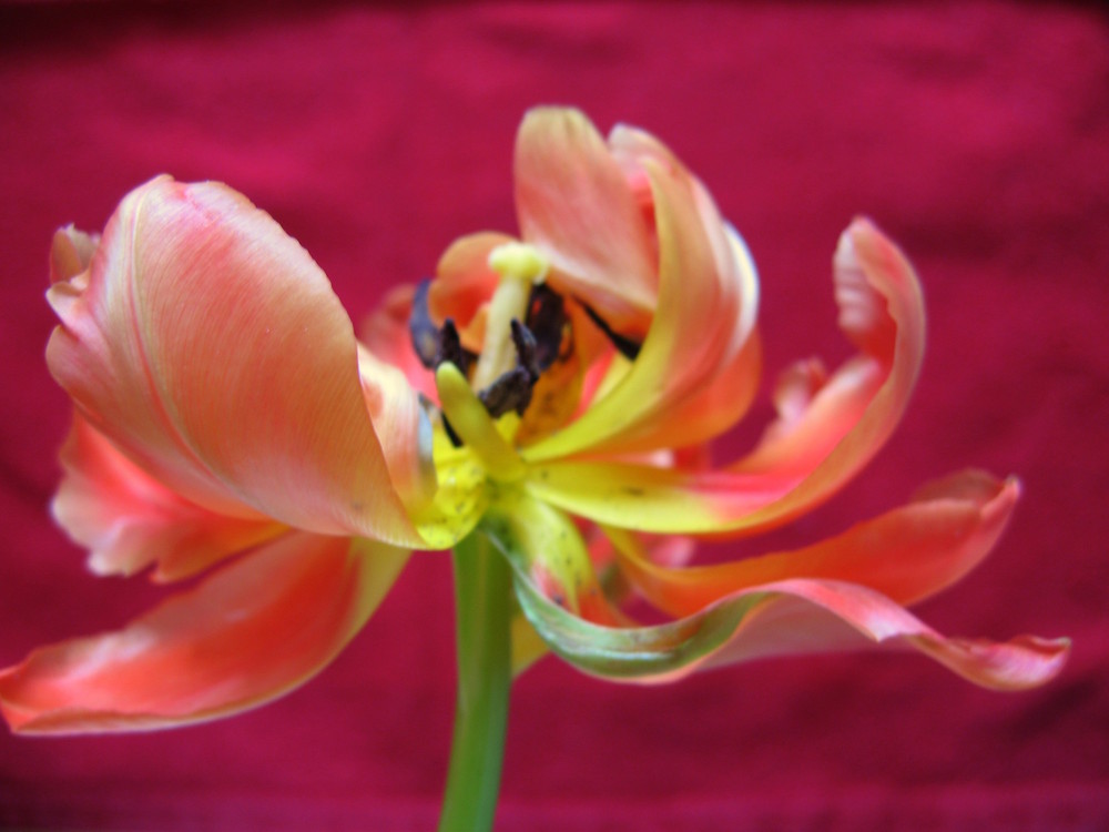 Tulpe