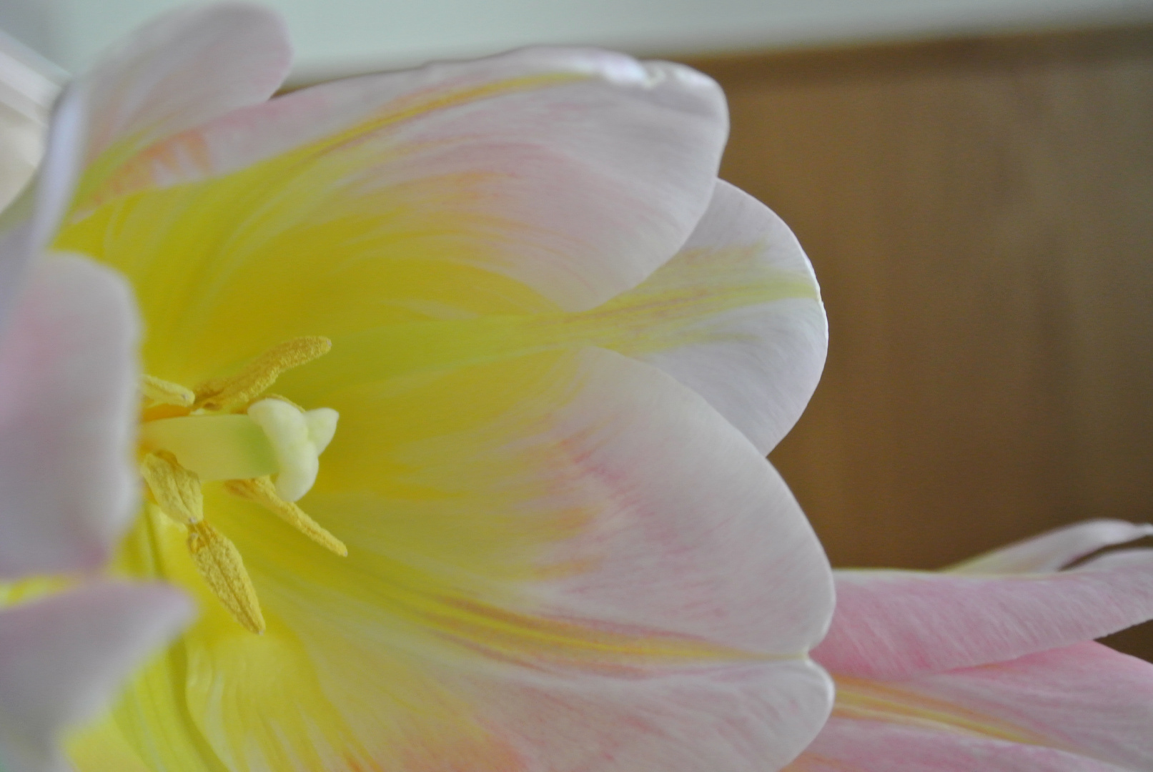 Tulpe