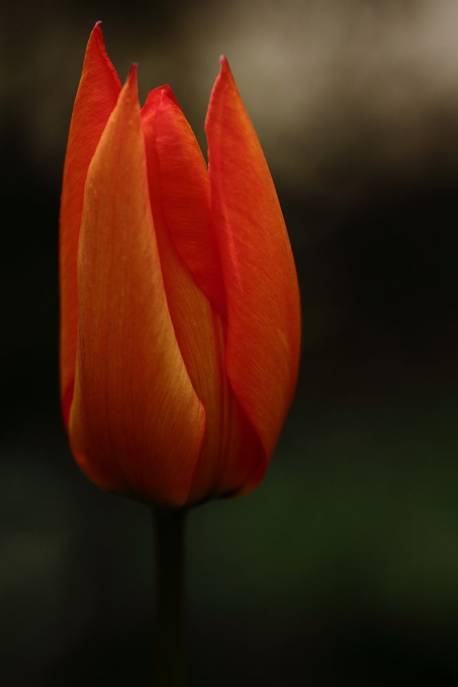 Tulpe