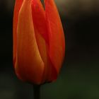 Tulpe