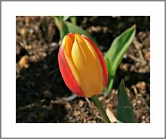 Tulpe